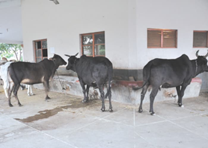 chaardham