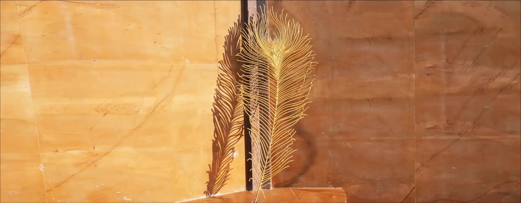   Peacock Feather at chaar dham temple vrindavan