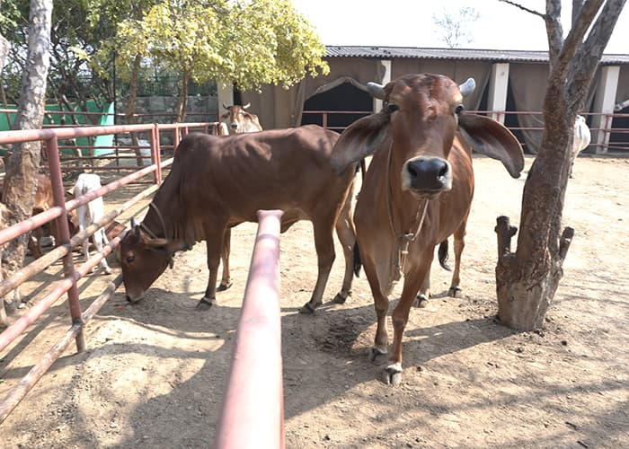 gopala-gaushala-a-divine-initiative-for-gau-seva