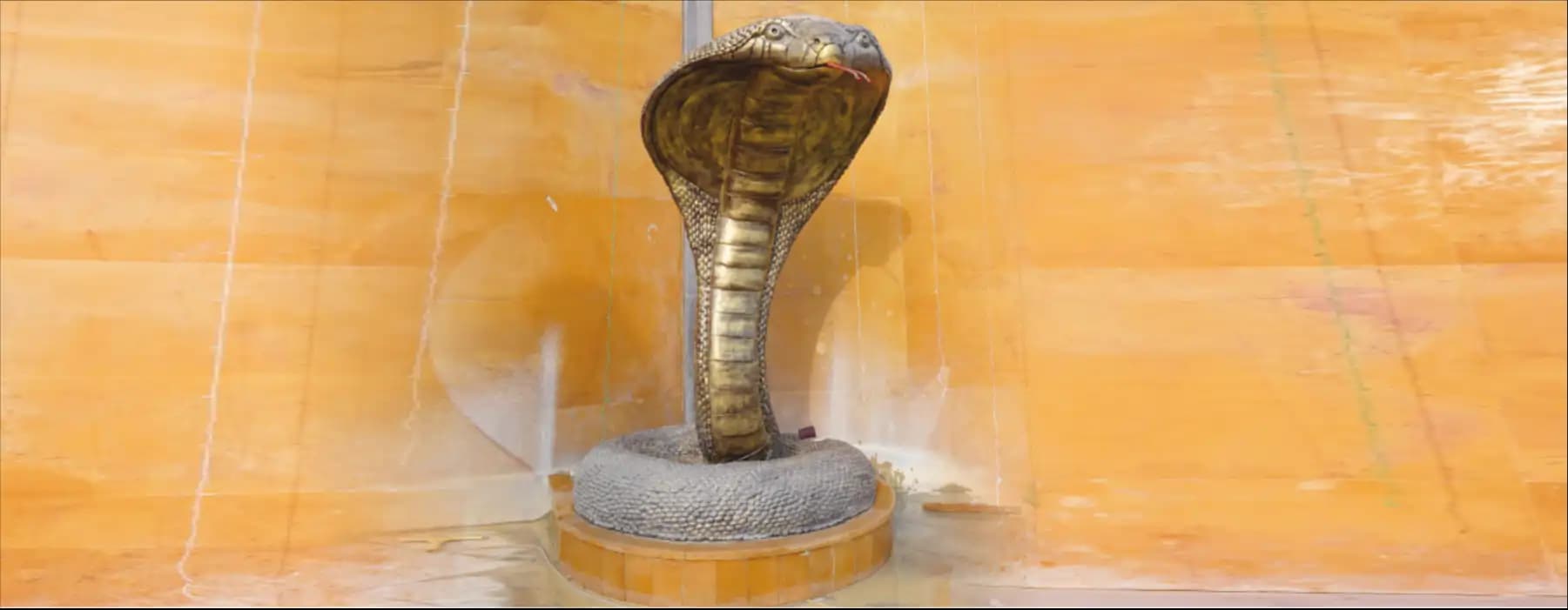 Nagraj Vasuki coiled around Lord Shiva’s neck