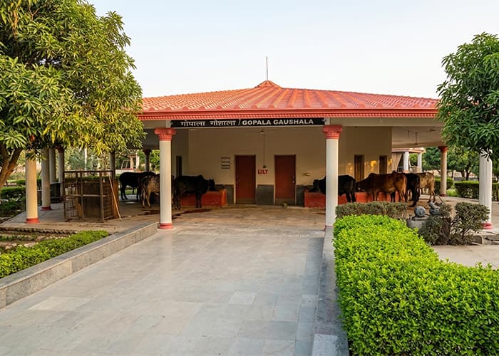 the-gopala-gaushala-at-chaar-dham-vrindavan