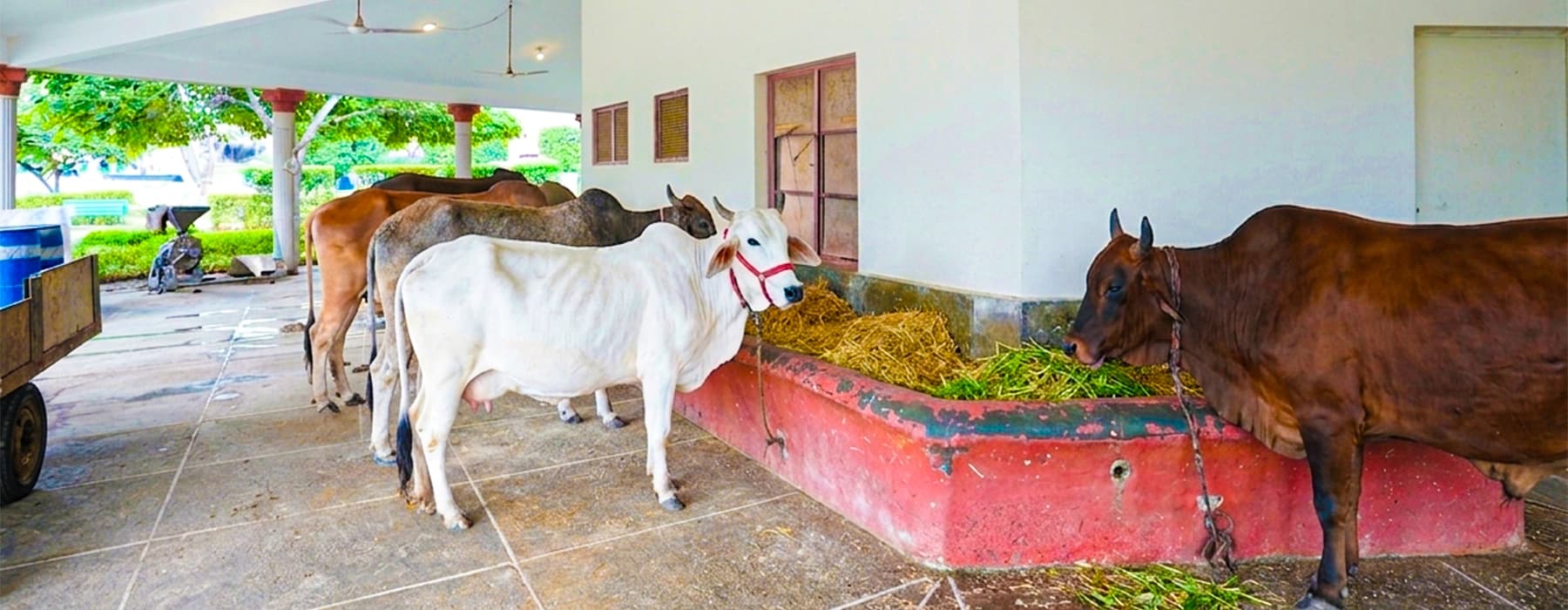Gopala Gaushala